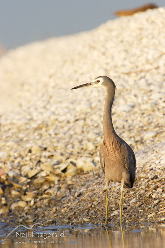 Ardea-novaehollandiae_1072.jpg