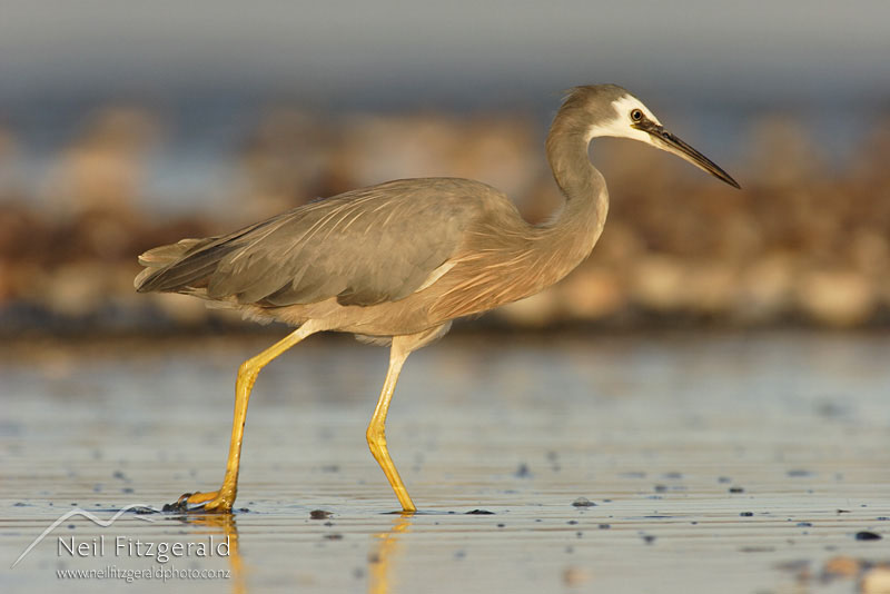 Ardea-novaehollandiae_2960.jpg