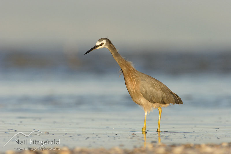Ardea-novaehollandiae_2962.jpg