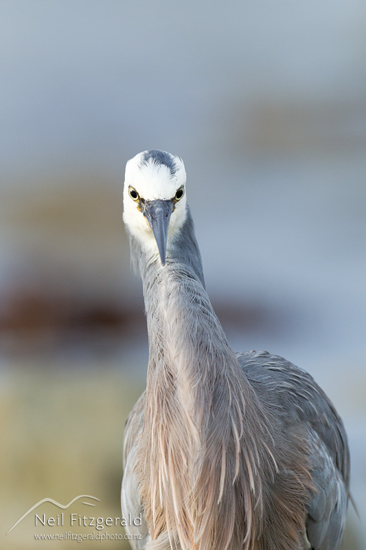 Egretta-novaehollandiae-22795.jpg
