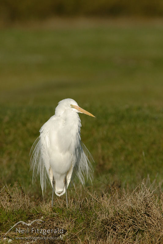 Egretta-alba-modesta_0084.jpg
