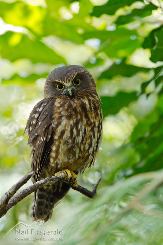 Ninox-novaeseelandiae-21420.jpg