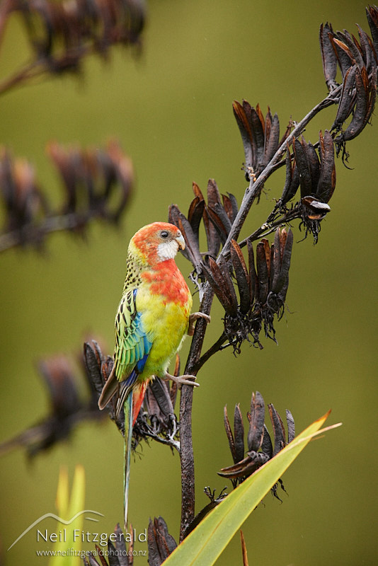 eastern-rosella-26130.jpg