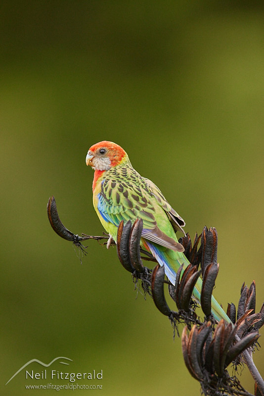 eastern-rosella-26139.jpg