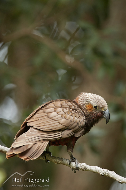Nestor-meridionalis-25612.jpg