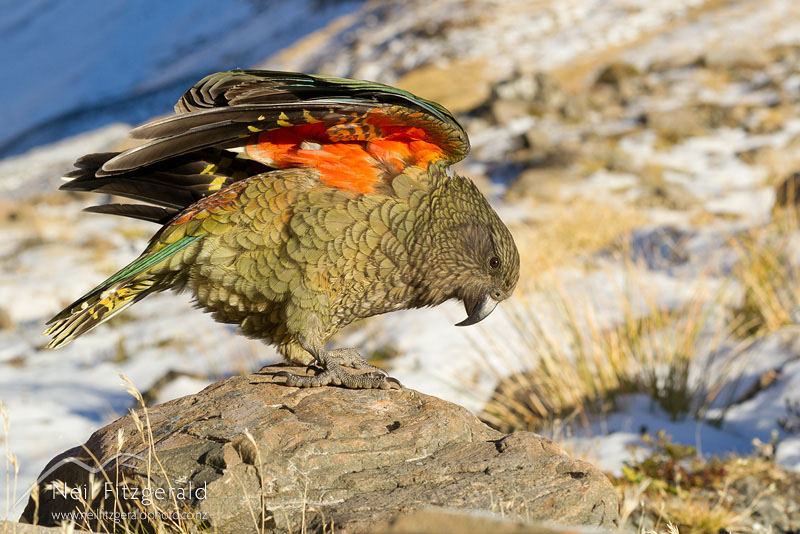 Nestor-notabilis-20034.jpg