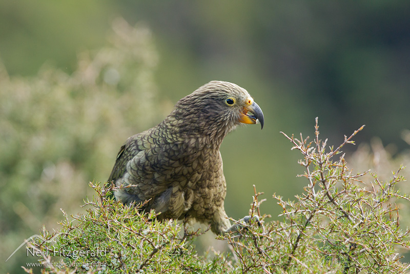 Nestor-notabilis-22627.jpg
