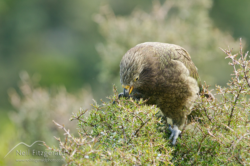 Nestor-notabilis-22631.jpg