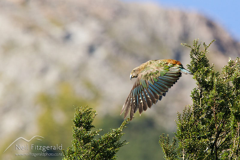 Nestor-notabilis_13125.jpg