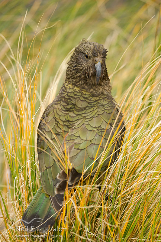 Nestor-notabilis_20508.jpg