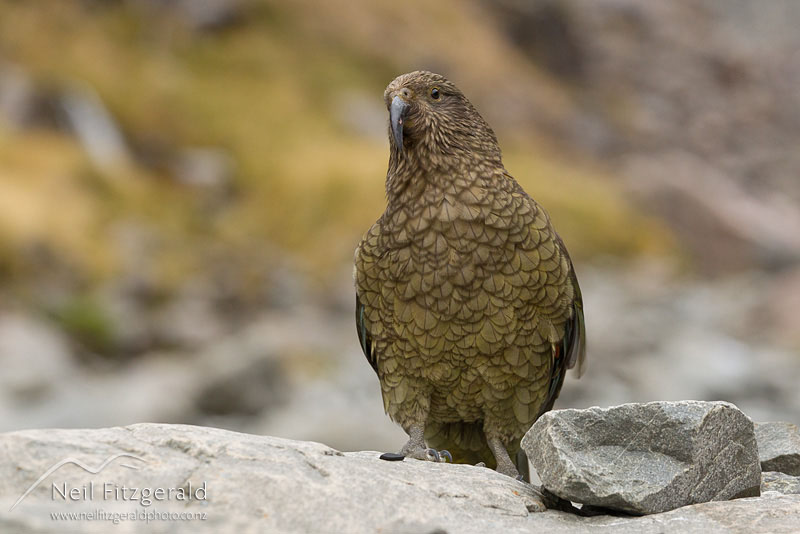 Nestor-notabilis_20514.jpg