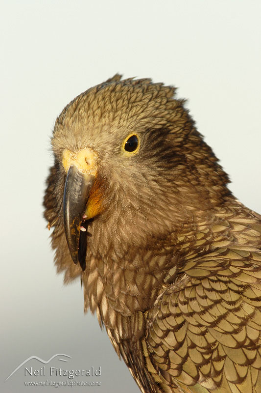 Nestor-notabilis_2587.jpg