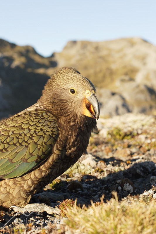 Nestor-notabilis_2609.jpg