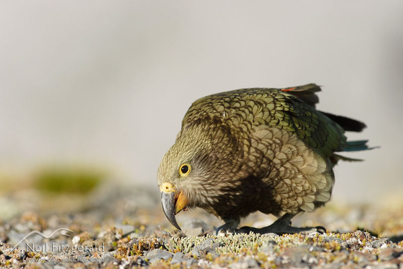 Nestor-notabilis_2642.jpg