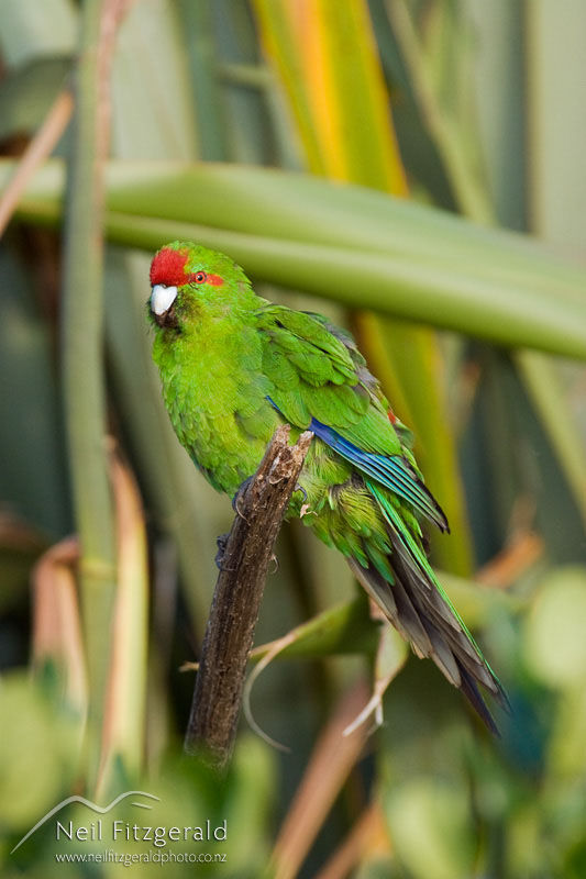 Cyanoramphus-novaezelandiae_8128.jpg