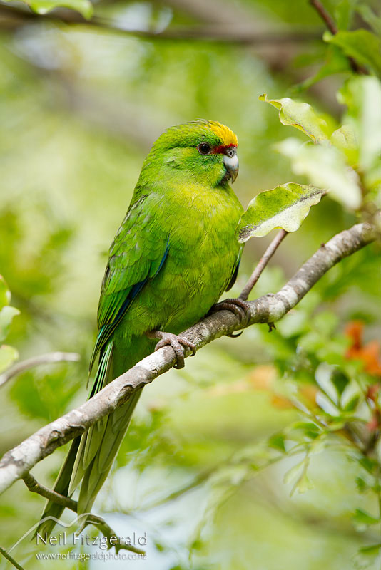 Cyanoramphus-auriceps_20391.jpg