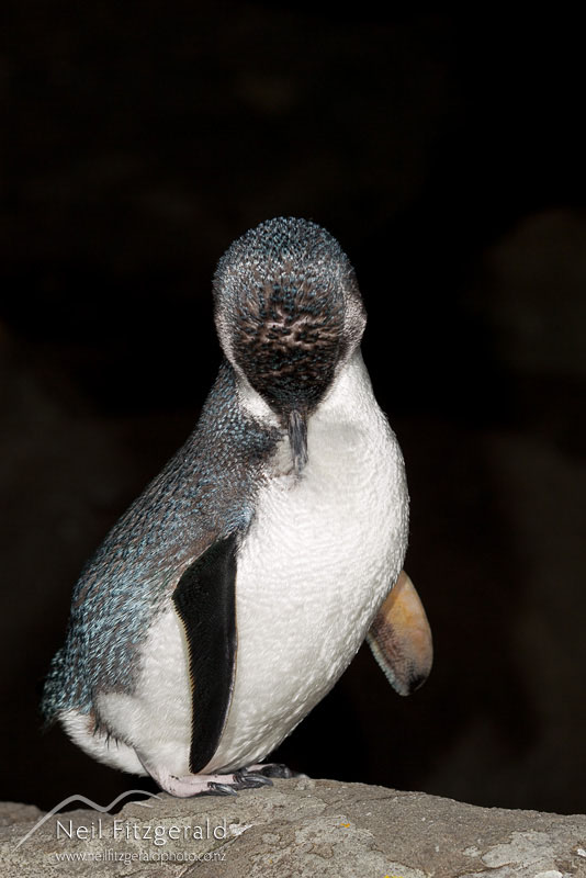 Eudyptula-minor_15020.jpg
