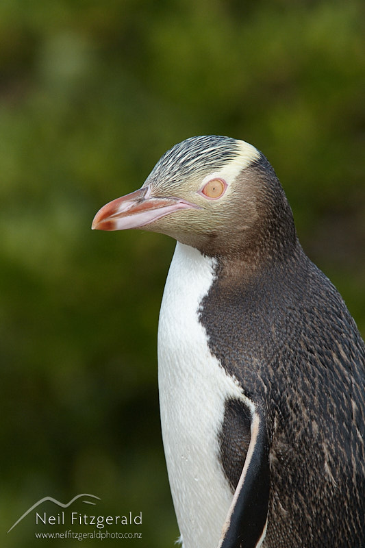 yellow-eyed-penguin-27090.jpg