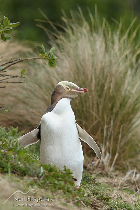 yellow-eyed-penguin-27128.jpg