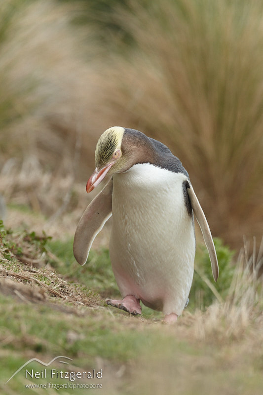 yellow-eyed-penguin-27167.jpg