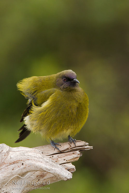 Anthornis-melanura_13411.jpg