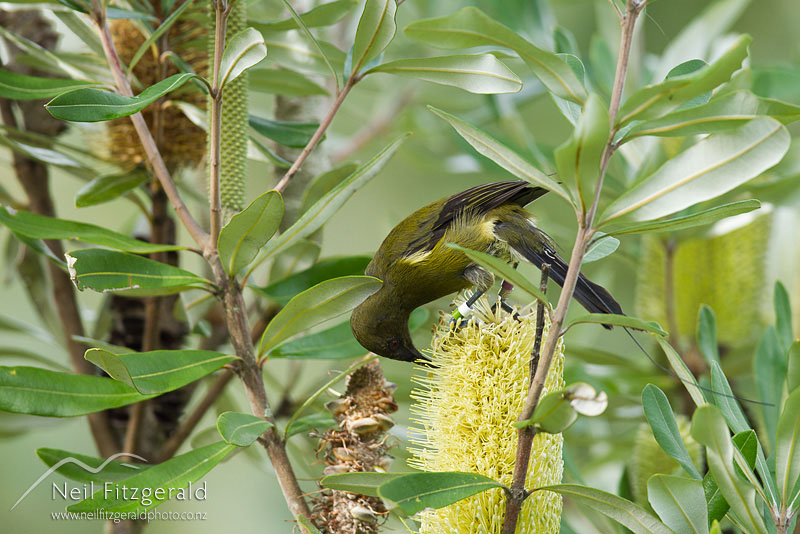 Anthornis-melanura_13635.jpg