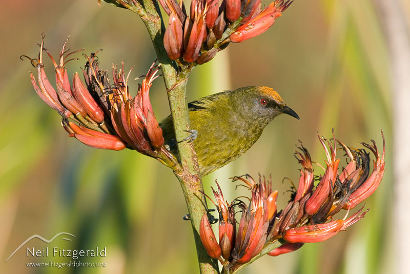 Anthornis-melanura_8259.jpg