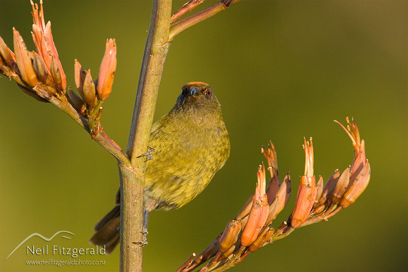 Anthornis-melanura_8306.jpg