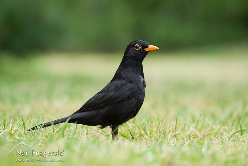 Turdus-merula_9973.jpg