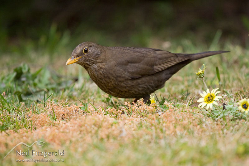 Turdus-merula_9978.jpg