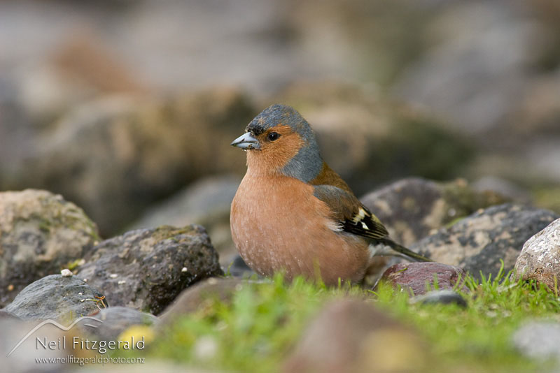 Fringilla-coelebs_7925.jpg