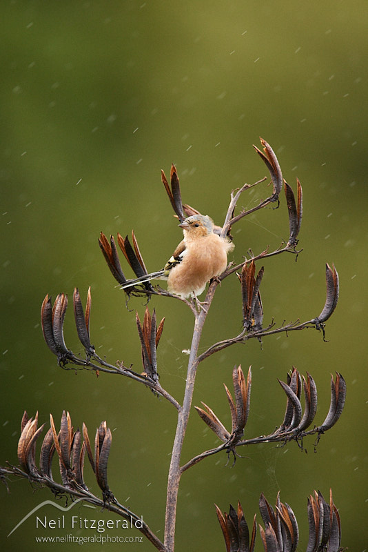 chaffinch-26090.jpg