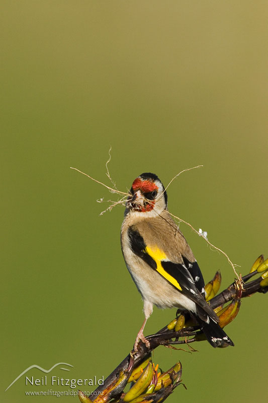 Carduelis-carduelis_5591.jpg