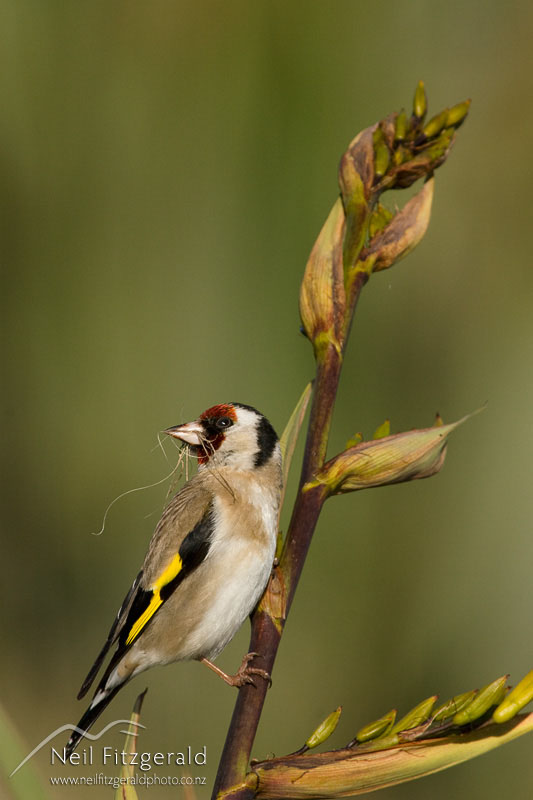 Carduelis-carduelis_5621.jpg