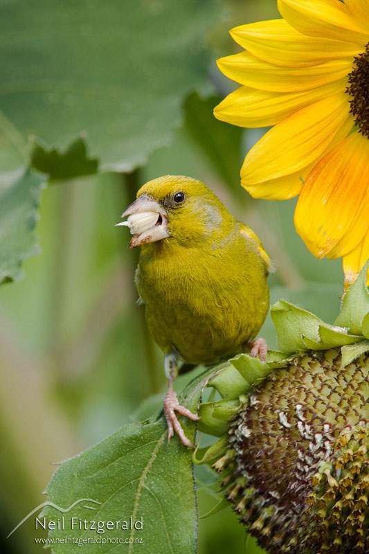 Carduelis-chloris_10634.jpg
