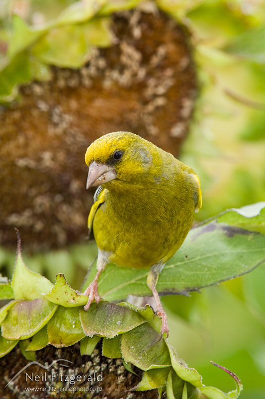 Carduelis-chloris_10638.jpg