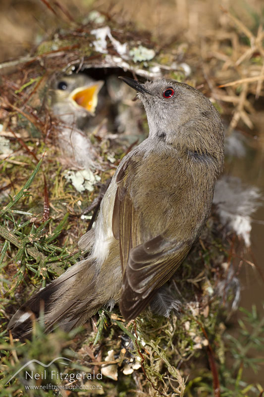 Gerygone-igata-16044.jpg