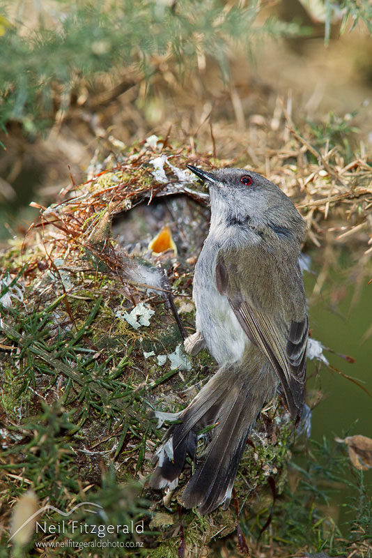 Gerygone-igata-16055.jpg