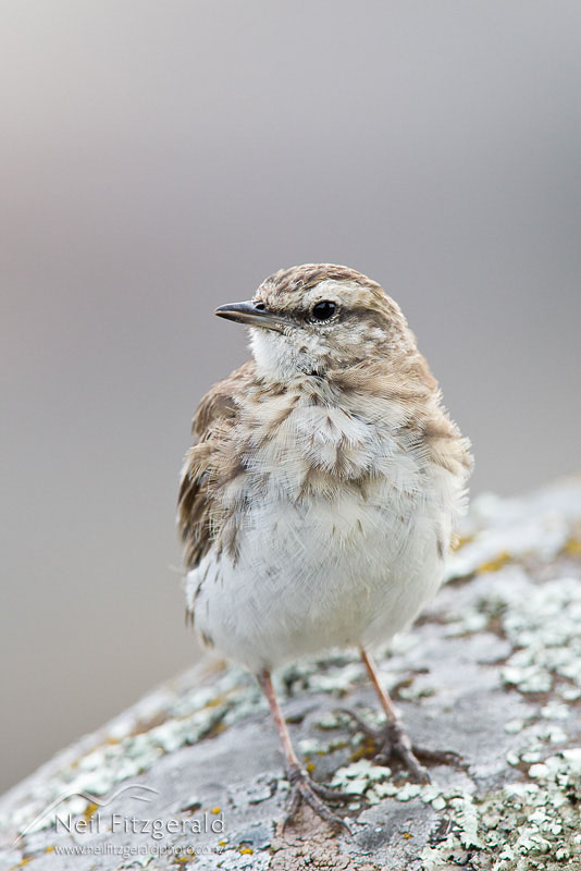 Anthus-novaeseelandiae_13016.jpg