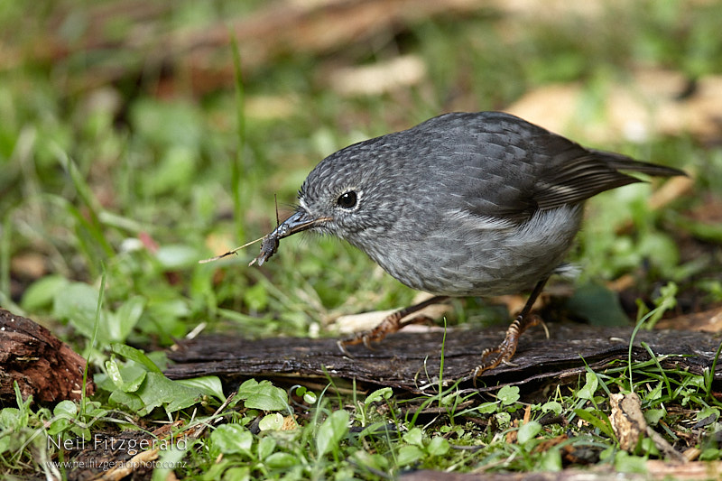 North-Island-robin-25695.jpg