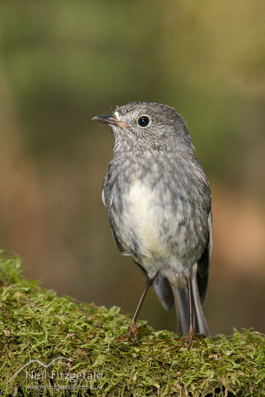 Petroica-australis-4312.jpg