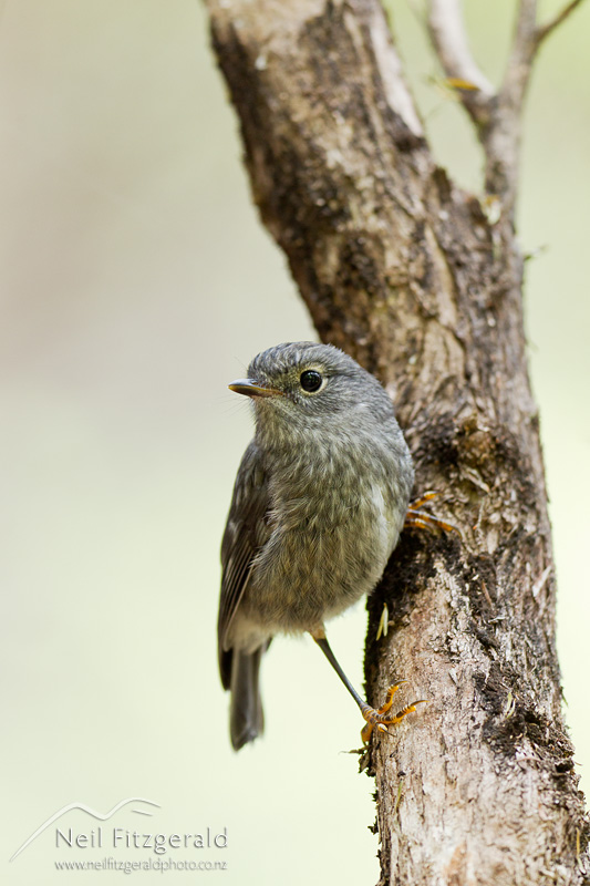 Petroica-longipes-21345.jpg
