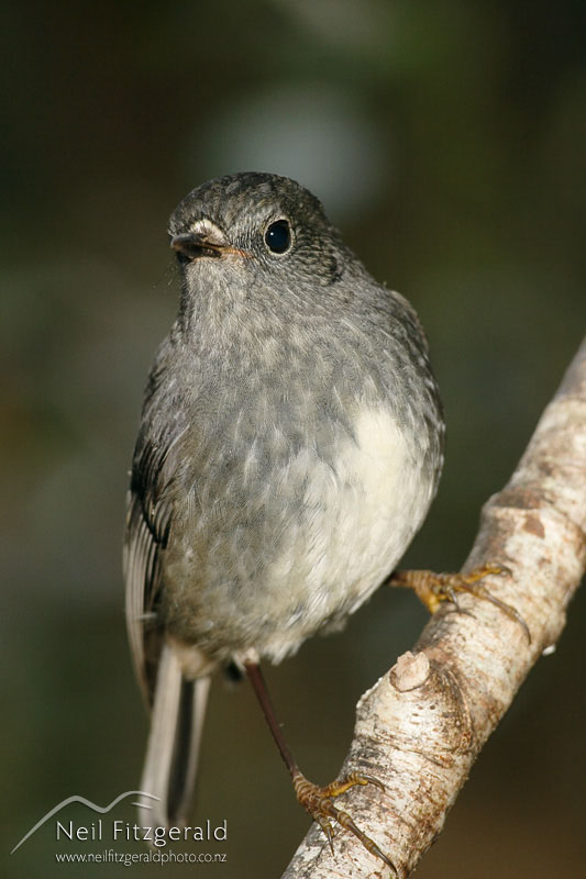 Petroica-longipes_4330.jpg