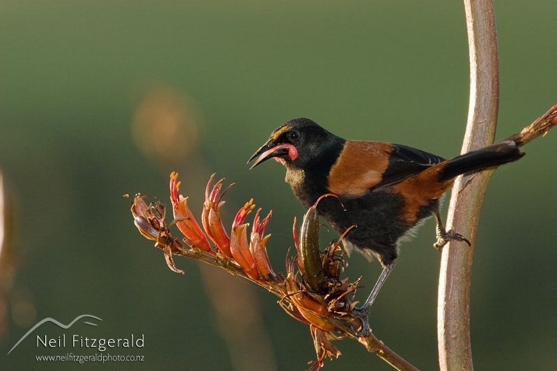 Philesturnus-rufusater_8131.jpg