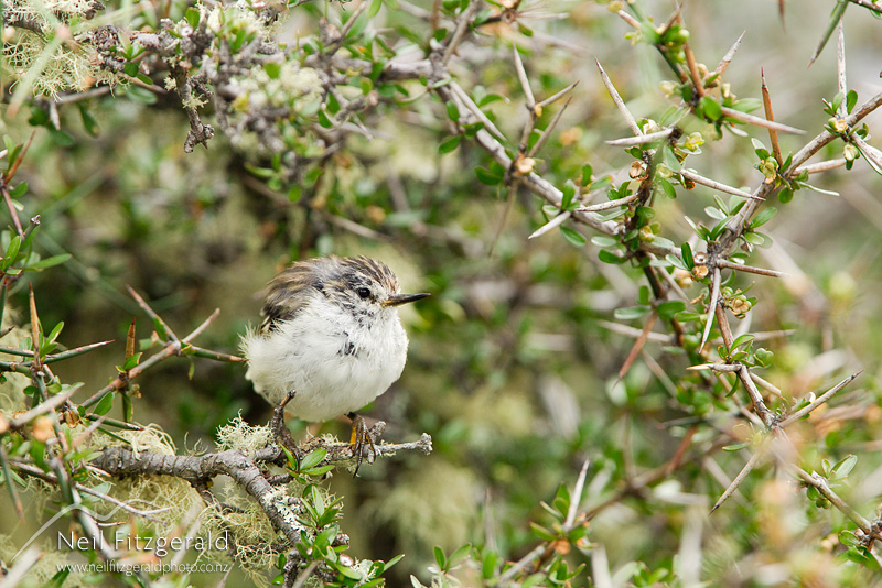 Acanthisitta-chloris-24646.jpg