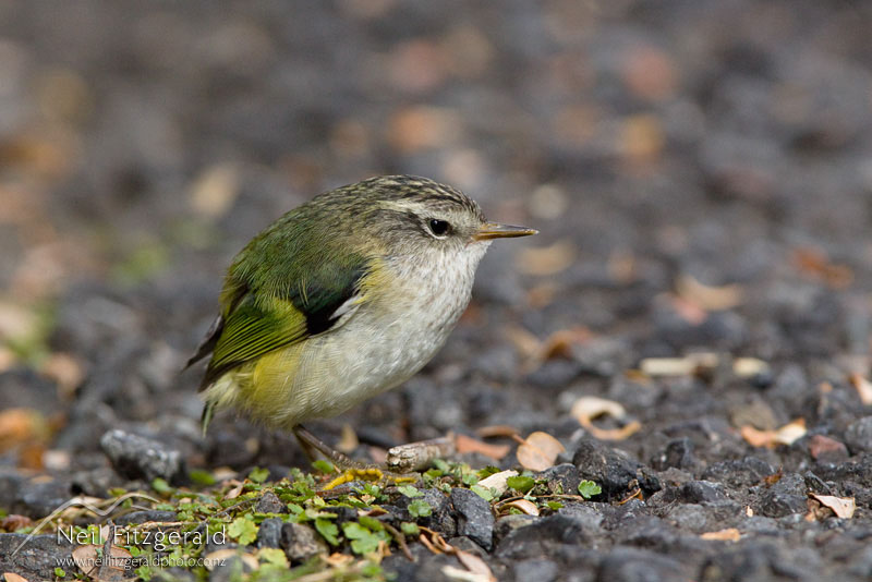 Acanthisitta-chloris_12870.jpg