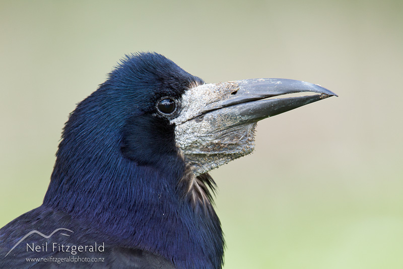 Corvus-frugilegus-18351.jpg