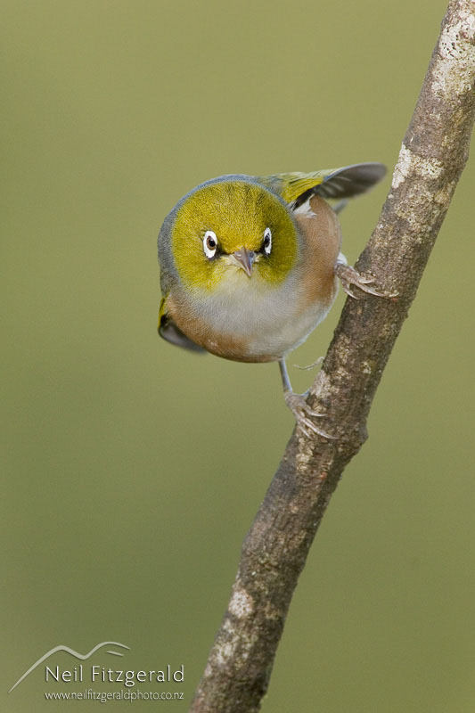 Zosterops-lateralis_4672.jpg