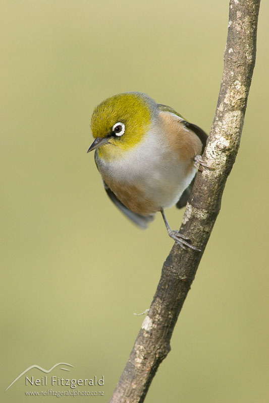 Zosterops-lateralis_4679.jpg