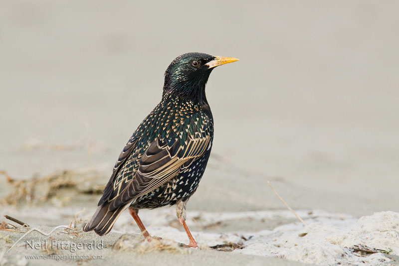 Sturnus-vulgaris_10044.jpg
